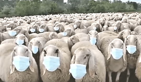 Pecore con mascherina